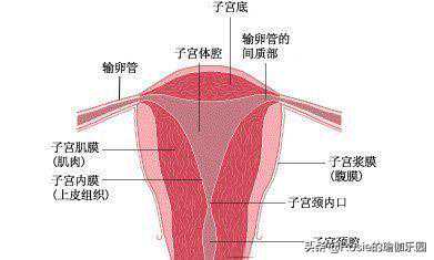 怀孕几天香港验血鉴定男女,备孕期间男人喝酒有影响吗