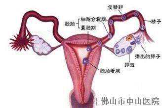香港6周精准验血,二胎备孕一年多仍怀不上！原来是排卵障碍惹的