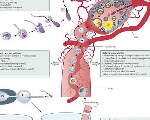 羊水穿刺和香港验血哪个准_怀孕两个月香港查男女准吗_测性别哪家医院正规