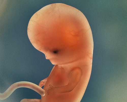 香港验血测胎儿多少钱_香港有哪些医院可以查胎儿性别_验血查男女最详细攻略