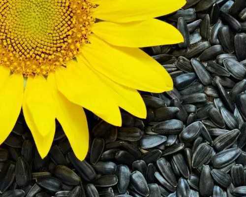 香港验血查性别预约_邮寄到香港验血流程,验血的详细流程是怎样的?