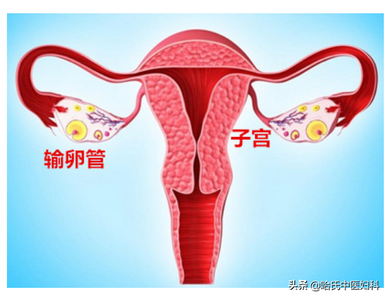 香港验血试管打开了盖验的准吗,备孕两年未孕，心态崩了！月经不正常的女性